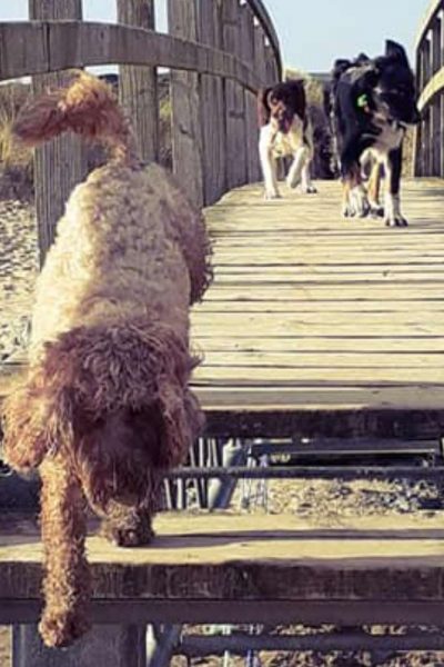 dog-daycare-swansea-gower